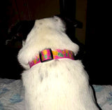 Black and white dog wearing a Pink 1.5" extra wide dog collar with pineapples while laying on the bed.