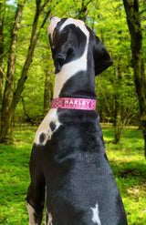 Big Black and White Great Dane wearing a personalized Custom Dog Collar with it's name and phone number on it.