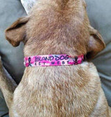 Pirate Skull and Crossbone dog collar design on a Pink camo background