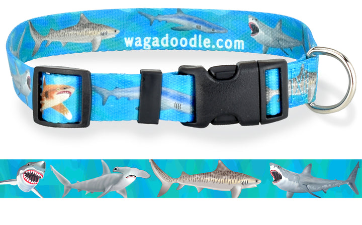 front view of a blue dog collar with high quality artwork of a great white shark, tiger shark, blue shark, hammerhead shark and an oceanic white tip shark made by key west artist