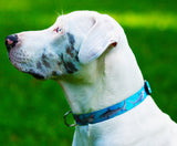 white dog wearing a blue collar with hig quality artwork of sharks on  he dog collar