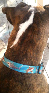 dog wearing a collar with great white shark, tiger shark and hammerhead shark on the collar
