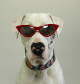 white dog wearing sunglasses and a Key west dog collar by wagadoodle with arwork of brightly colored sugar skulls all over it