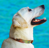 Yellow Lab wearing a Triggerfish art dog collar with the ocean in the background