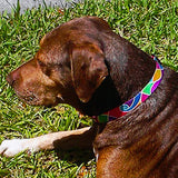 Atlantis Multicolored Personalized Dog Collar