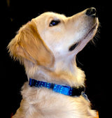 Golden Retriever wearing a dog collar with the fish skin pattern of a Whale Shark.  The pattern is a grey green with subtle white lines in a criss cross patern with pale white spots scattered about 